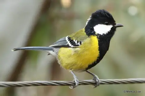 Green-backed Tit
