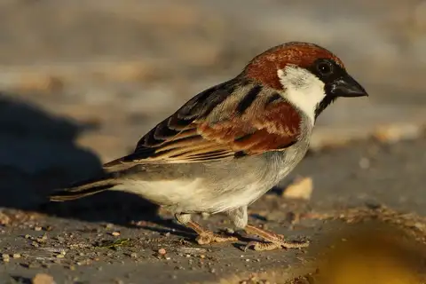 Somali Sparrow