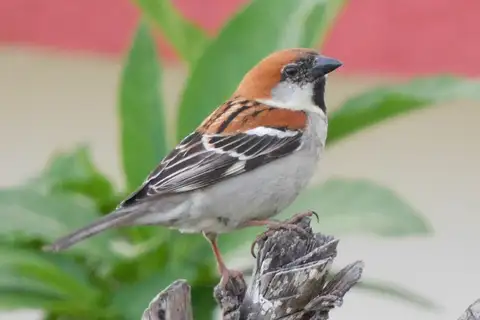 Russet Sparrow