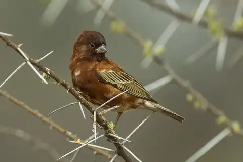 Chestnut Sparrow