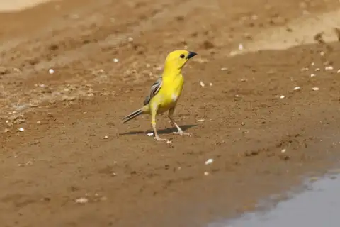 Arabian Golden Sparrow