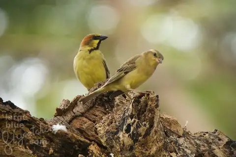 Plain-backed Sparrow