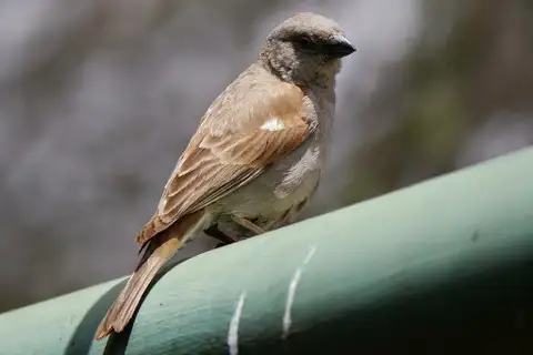 Parrot-billed Sparrow