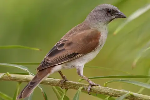 Northern Grey-headed Sparrow