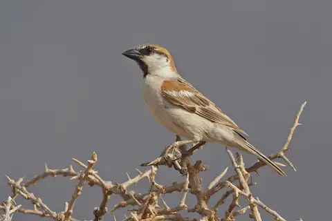 Abd al-Kuri Sparrow