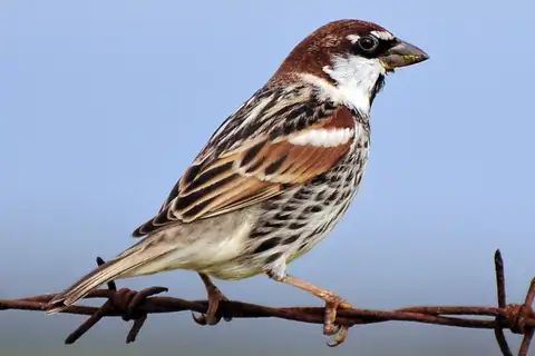 Spanish Sparrow