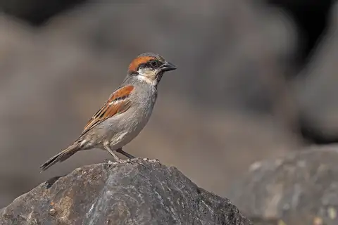 Socotra Sparrow