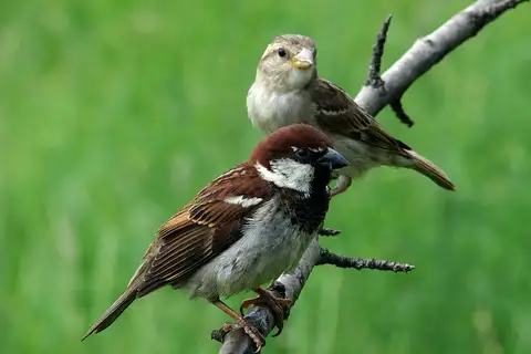 Italian Sparrow
