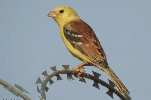 Sudan Golden Sparrow
