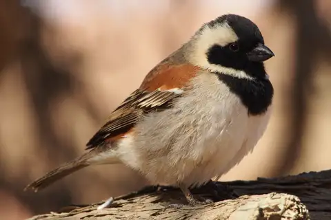 Cape Sparrow