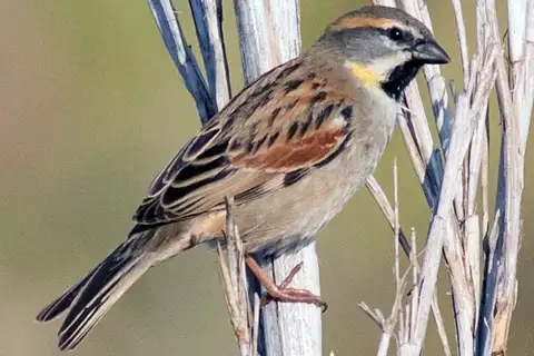 Dead Sea Sparrow