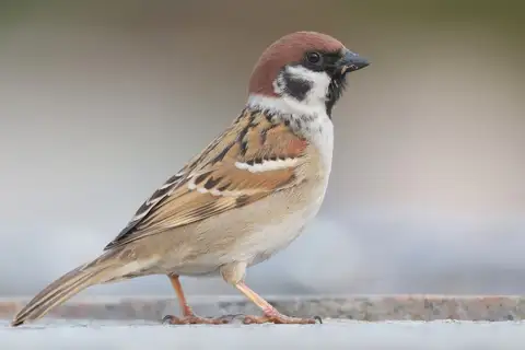 Eurasian Tree Sparrow