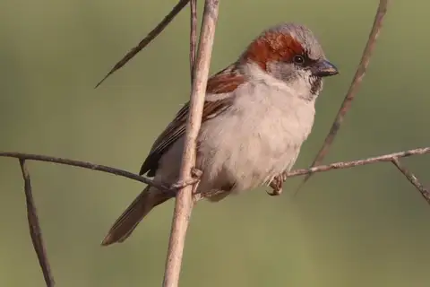 Sind Sparrow