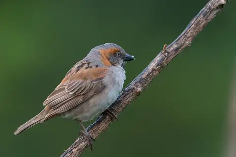 Kenya Sparrow