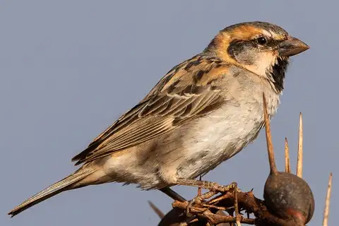 Shelley's Sparrow