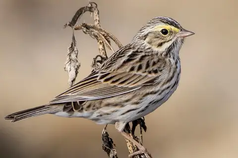 Savannah Sparrow
