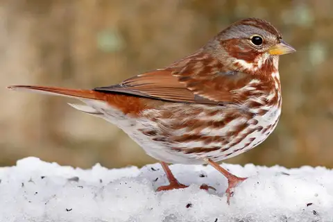 Fox Sparrow