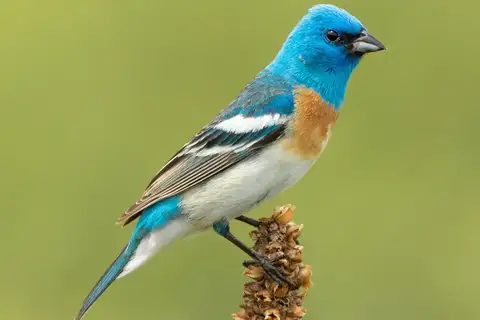 Lazuli Bunting
