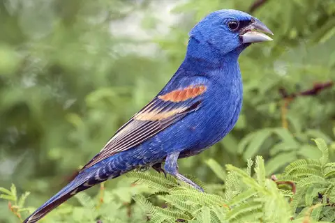 Blue Grosbeak