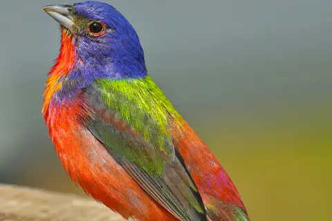 Painted Bunting