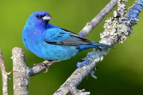 Indigo Bunting