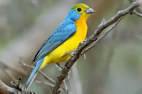 Orange-breasted Bunting