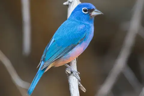 Rose-bellied Bunting