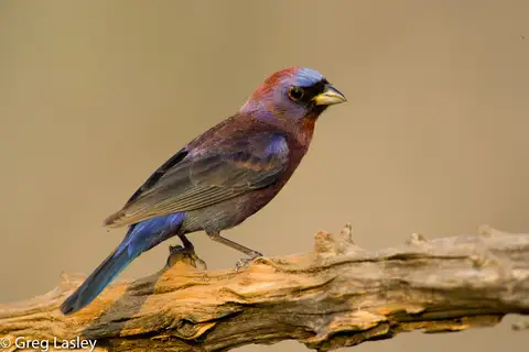 Varied Bunting