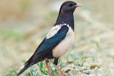 Rosy Starling