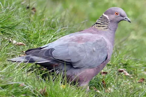 Chilean Pigeon