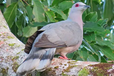 Ring-tailed Pigeon