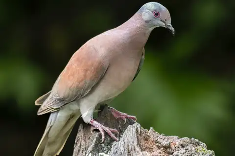 Pale-vented Pigeon