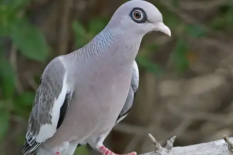 Bare-eyed Pigeon