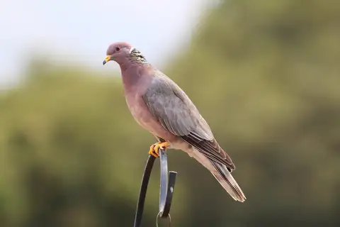 Band-tailed Pigeon