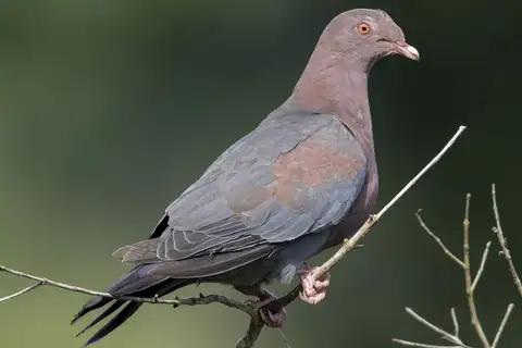 Red-billed Pigeon
