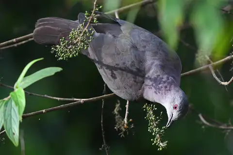 Dusky Pigeon