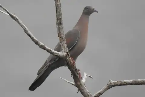 Plain Pigeon