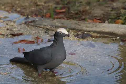 White-crowned Pigeon