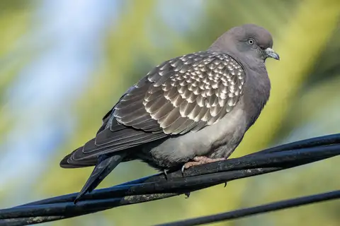 Spot-winged Pigeon