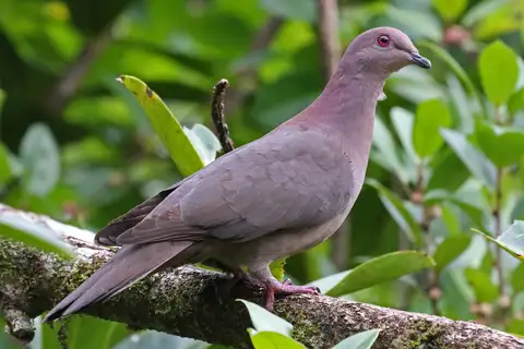 Short-billed Pigeon
