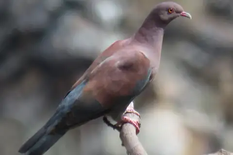 Maranon Pigeon