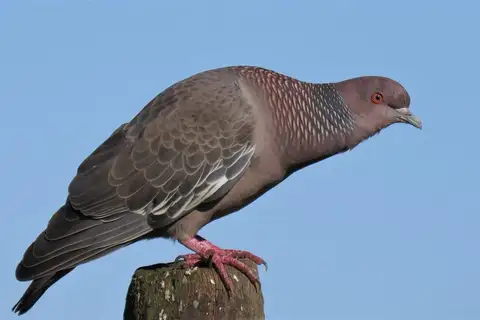 Picazuro Pigeon