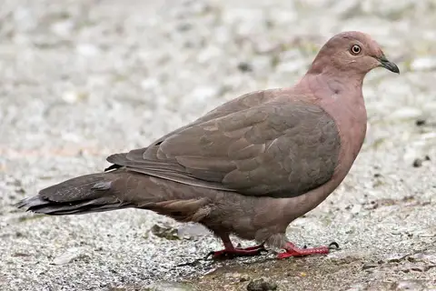 Plumbeous Pigeon