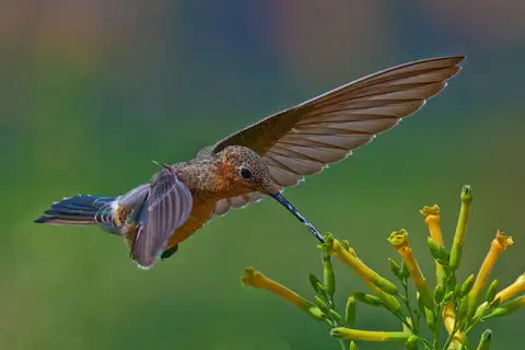 Giant Hummingbird