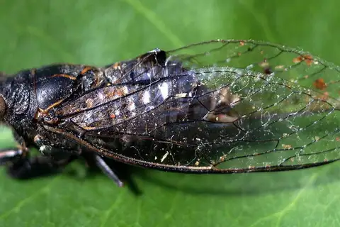 Large Mallee Squawker