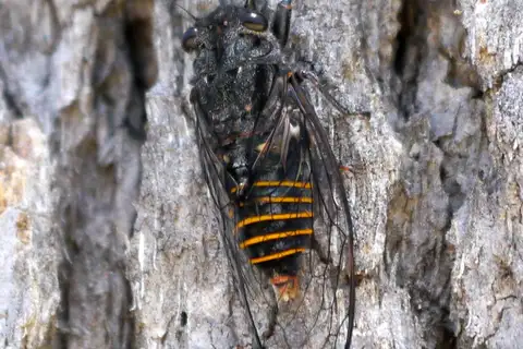 Alarm Clock Squawker