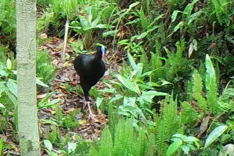 Sira Curassow
