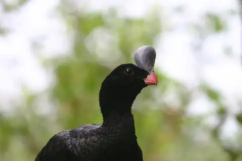 Helmeted Curassow