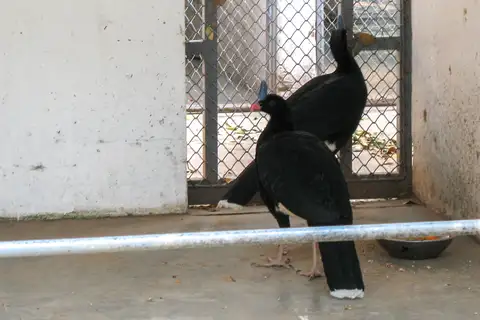 Horned Curassow