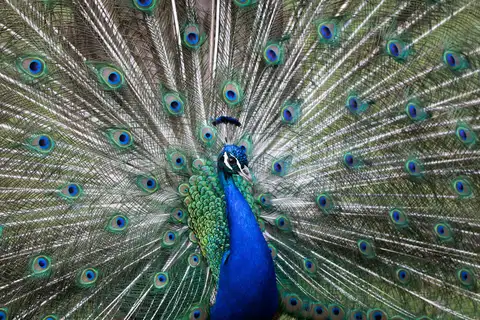 Indian Peafowl